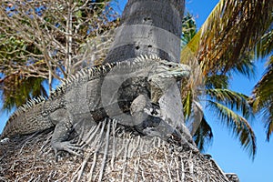 Cyclura nubila, Cuban rock iguana