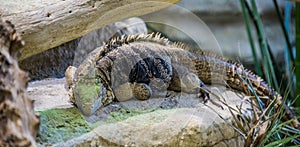 Cyclura nubila in his habitat sleeping