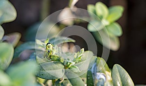 Cydalima perspectalis as the biggest pest for buxus.