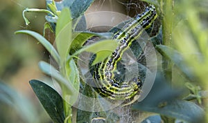 Cydalima perspectalis as the biggest pest for buxus.