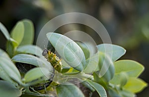 Cydalima perspectalis as the biggest pest for buxus.