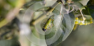 Cydalima perspectalis as the biggest pest for buxus.