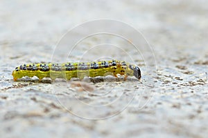 Cydalima perspectalis caterpillar