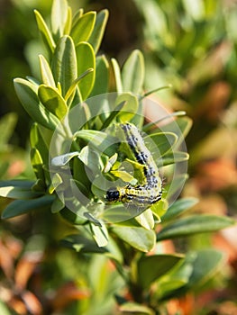 Cydalima perspectalis caterpillar, the box tree moth