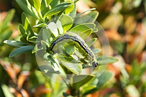 Cydalima perspectalis caterpillar, the box tree moth
