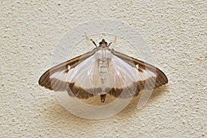 Cydalima perspectalis moth