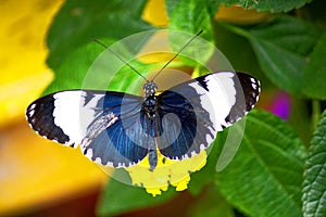 Cydno Longwing. blue black and white butterfly