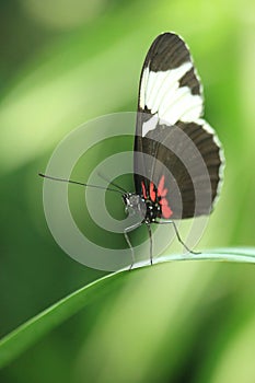 Cydno longwing butterfly