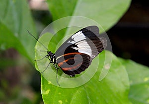 Cydno Longwing butterfly, Heliconius cydno