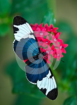 Cydno Longwing butterfly (Heliconius cydno)