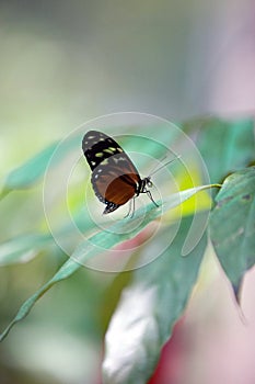 The Cydno longwing butterfly on a leaf