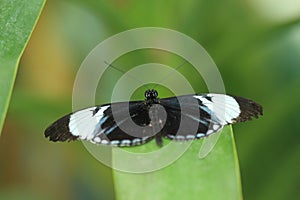 Cydno longwing butterfly