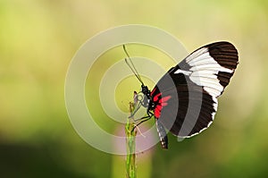 Cydno Longwing Butterfly (Underside)