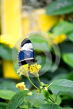 Cydno Longwing butterfly on a yellow flower
