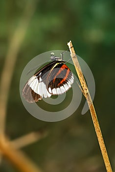 Cydno Longwing - Heliconius cydno