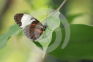 Cydno Longwing tropical butterfly Heliconius Cydno