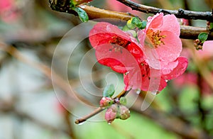 Cydonia or Chaenomeles japonica or Maule\'s quince.