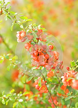 Cydonia flowers photo