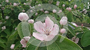 Cydonia oblonga flower