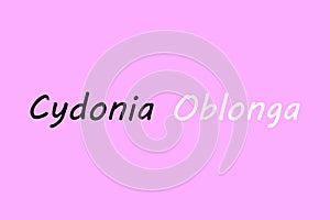 Cydonia Oblonga medicinal element typography text vector design.