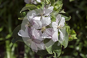 Cydonia oblonga quince flowers in bloom, light pink white flowering branches on the tree with green leaves