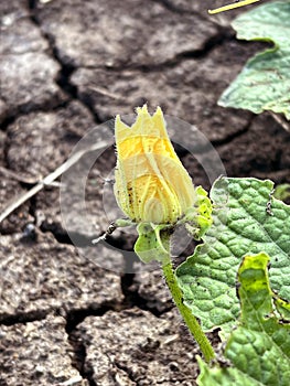 cyellow Luffa cylindrica flower in nature garden