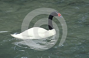 CYGNE A COU NOIR cygnus melanocoryphus