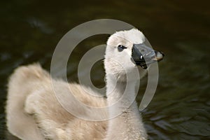 Cygnet