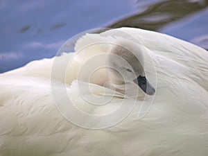 Cygnet