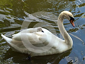 Cygnet