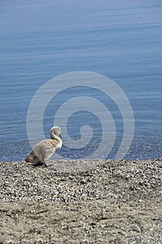 Cygnet