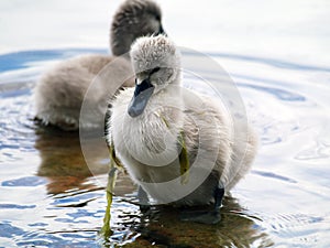 Cygnet