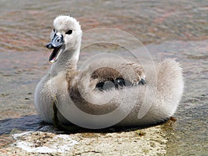 Cygnet