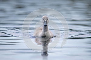 Cygnet on Blue Water