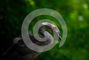 Cygnet in Forest Setting
