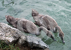 Cygnet on lake Bled, Slovenia