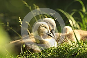 cygnet on a meadow in the sunshine cygnets are resting grass at edge of lake rays morning sun