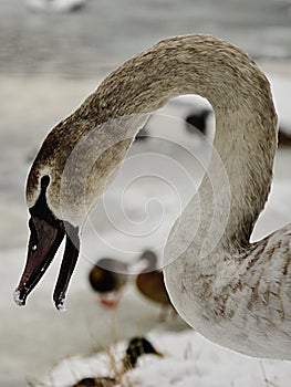 Cygnet of mute swan Cygnus Olor opening beak with snow on tip. Shot in winter season in Piestany, Slovakia