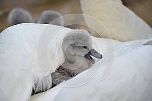 Cygnet nestling in feathers of adult, Abbotsbury Swannery