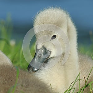 Cygnet portrait