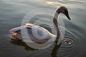 Cygnet in sunset light
