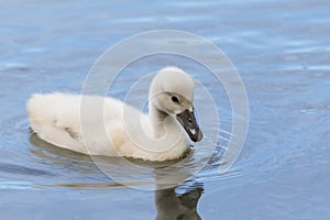 A cygnet is swimming