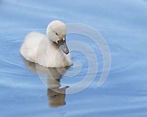 A cygnet is swimming