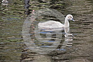 Cygnet