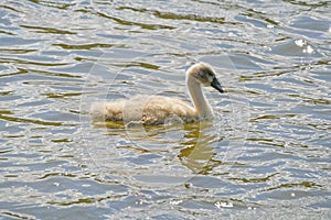 Cygnet swimming on sunlit rippled water of a lake