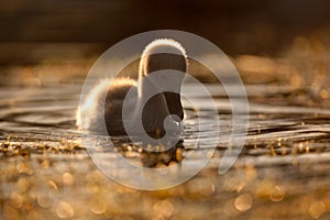 Cygnet on Water at Sunset