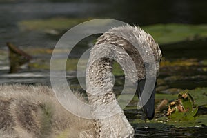 Cygnet