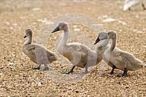 Cygnets