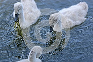 Cygnets on a lake