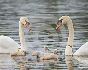 Cygnets with mother and father swans on water photo
